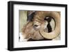 Rocky Mountain Bighorn Sheep Near Radium, B.C-Richard Wright-Framed Photographic Print