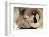 Rocky Mountain Bighorn Sheep Near Radium, B.C-Richard Wright-Framed Photographic Print