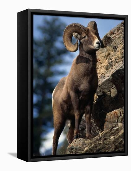 Rocky Mountain Bighorn Sheep on Side of Mountain, Yellowstone National Park, USA-Carol Polich-Framed Stretched Canvas