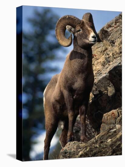 Rocky Mountain Bighorn Sheep on Side of Mountain, Yellowstone National Park, USA-Carol Polich-Stretched Canvas