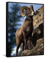 Rocky Mountain Bighorn Sheep on Side of Mountain, Yellowstone National Park, USA-Carol Polich-Framed Stretched Canvas