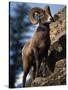 Rocky Mountain Bighorn Sheep on Side of Mountain, Yellowstone National Park, USA-Carol Polich-Stretched Canvas