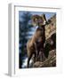 Rocky Mountain Bighorn Sheep on Side of Mountain, Yellowstone National Park, USA-Carol Polich-Framed Photographic Print