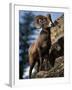 Rocky Mountain Bighorn Sheep on Side of Mountain, Yellowstone National Park, USA-Carol Polich-Framed Photographic Print