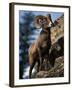 Rocky Mountain Bighorn Sheep on Side of Mountain, Yellowstone National Park, USA-Carol Polich-Framed Photographic Print