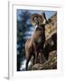 Rocky Mountain Bighorn Sheep on Side of Mountain, Yellowstone National Park, USA-Carol Polich-Framed Photographic Print