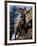 Rocky Mountain Bighorn Sheep on Side of Mountain, Yellowstone National Park, USA-Carol Polich-Framed Photographic Print