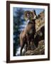 Rocky Mountain Bighorn Sheep on Side of Mountain, Yellowstone National Park, USA-Carol Polich-Framed Photographic Print