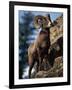 Rocky Mountain Bighorn Sheep on Side of Mountain, Yellowstone National Park, USA-Carol Polich-Framed Photographic Print