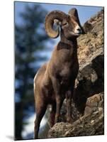 Rocky Mountain Bighorn Sheep on Side of Mountain, Yellowstone National Park, USA-Carol Polich-Mounted Photographic Print