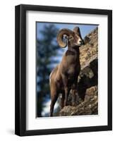 Rocky Mountain Bighorn Sheep on Side of Mountain, Yellowstone National Park, USA-Carol Polich-Framed Premium Photographic Print