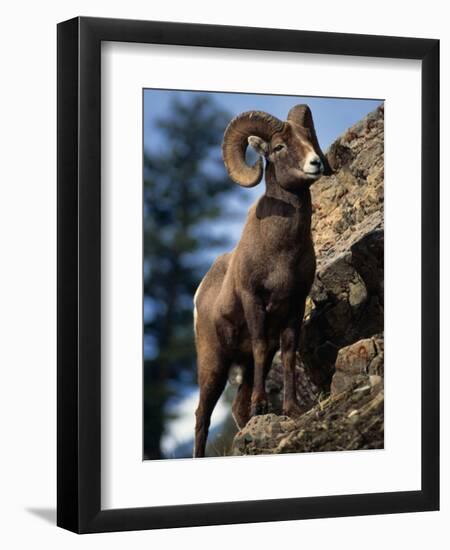 Rocky Mountain Bighorn Sheep on Side of Mountain, Yellowstone National Park, USA-Carol Polich-Framed Premium Photographic Print