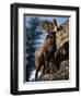 Rocky Mountain Bighorn Sheep on Side of Mountain, Yellowstone National Park, USA-Carol Polich-Framed Premium Photographic Print