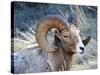 Rocky Mountain Bighorn Sheep, Ovis Canadensis Canadensis, B.C, Canada-Richard Wright-Stretched Canvas