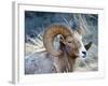 Rocky Mountain Bighorn Sheep, Ovis Canadensis Canadensis, B.C, Canada-Richard Wright-Framed Photographic Print