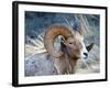 Rocky Mountain Bighorn Sheep, Ovis Canadensis Canadensis, B.C, Canada-Richard Wright-Framed Photographic Print