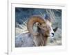 Rocky Mountain Bighorn Sheep, Ovis Canadensis Canadensis, B.C, Canada-Richard Wright-Framed Photographic Print