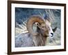 Rocky Mountain Bighorn Sheep, Ovis Canadensis Canadensis, B.C, Canada-Richard Wright-Framed Photographic Print