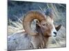 Rocky Mountain Bighorn Sheep, Ovis Canadensis Canadensis, B.C, Canada-Richard Wright-Mounted Photographic Print