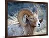 Rocky Mountain Bighorn Sheep, Ovis Canadensis Canadensis, B.C, Canada-Richard Wright-Framed Photographic Print