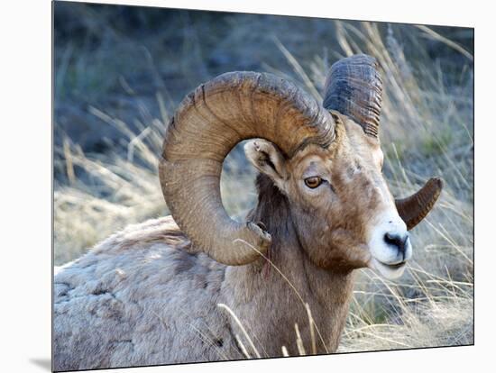 Rocky Mountain Bighorn Sheep, Ovis Canadensis Canadensis, B.C, Canada-Richard Wright-Mounted Photographic Print