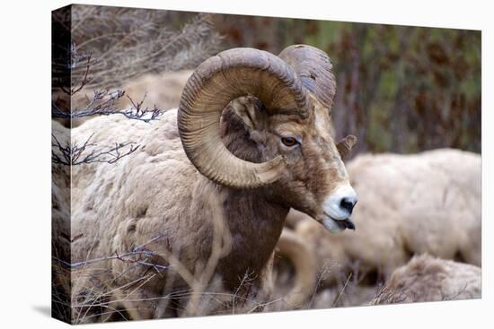 Rocky Mountain Bighorn Sheep, Ovis Canadensis Canadensis, B.C, Canada-Richard Wright-Stretched Canvas