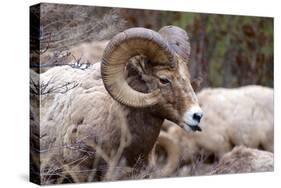 Rocky Mountain Bighorn Sheep, Ovis Canadensis Canadensis, B.C, Canada-Richard Wright-Stretched Canvas