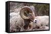 Rocky Mountain Bighorn Sheep, Ovis Canadensis Canadensis, B.C, Canada-Richard Wright-Framed Stretched Canvas