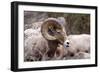 Rocky Mountain Bighorn Sheep, Ovis Canadensis Canadensis, B.C, Canada-Richard Wright-Framed Photographic Print