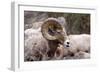 Rocky Mountain Bighorn Sheep, Ovis Canadensis Canadensis, B.C, Canada-Richard Wright-Framed Photographic Print