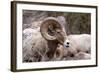 Rocky Mountain Bighorn Sheep, Ovis Canadensis Canadensis, B.C, Canada-Richard Wright-Framed Photographic Print