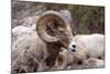 Rocky Mountain Bighorn Sheep, Ovis Canadensis Canadensis, B.C, Canada-Richard Wright-Mounted Photographic Print