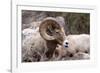 Rocky Mountain Bighorn Sheep, Ovis Canadensis Canadensis, B.C, Canada-Richard Wright-Framed Photographic Print