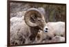 Rocky Mountain Bighorn Sheep, Ovis Canadensis Canadensis, B.C, Canada-Richard Wright-Framed Photographic Print