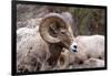 Rocky Mountain Bighorn Sheep, Ovis Canadensis Canadensis, B.C, Canada-Richard Wright-Framed Photographic Print