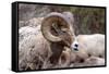 Rocky Mountain Bighorn Sheep, Ovis Canadensis Canadensis, B.C, Canada-Richard Wright-Framed Stretched Canvas