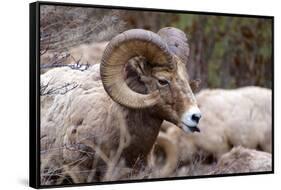 Rocky Mountain Bighorn Sheep, Ovis Canadensis Canadensis, B.C, Canada-Richard Wright-Framed Stretched Canvas