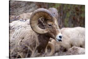 Rocky Mountain Bighorn Sheep, Ovis Canadensis Canadensis, B.C, Canada-Richard Wright-Stretched Canvas