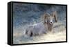 Rocky Mountain Bighorn Sheep, Ovis Canadensis Canadensis, B.C, Canada-Richard Wright-Framed Stretched Canvas