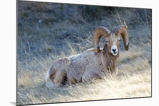 Rocky Mountain Bighorn Sheep, Ovis Canadensis Canadensis, B.C, Canada-Richard Wright-Mounted Photographic Print