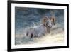 Rocky Mountain Bighorn Sheep, Ovis Canadensis Canadensis, B.C, Canada-Richard Wright-Framed Photographic Print