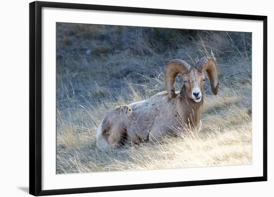 Rocky Mountain Bighorn Sheep, Ovis Canadensis Canadensis, B.C, Canada-Richard Wright-Framed Photographic Print