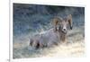 Rocky Mountain Bighorn Sheep, Ovis Canadensis Canadensis, B.C, Canada-Richard Wright-Framed Photographic Print