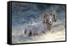 Rocky Mountain Bighorn Sheep, Ovis Canadensis Canadensis, B.C, Canada-Richard Wright-Framed Stretched Canvas