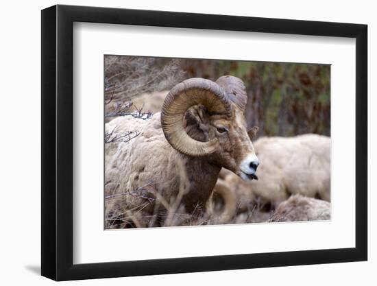 Rocky Mountain Bighorn Sheep, Ovis Canadensis Canadensis, B.C, Canada-Richard Wright-Framed Photographic Print