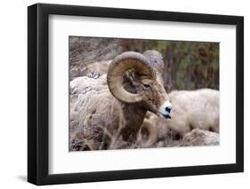 Rocky Mountain Bighorn Sheep, Ovis Canadensis Canadensis, B.C, Canada-Richard Wright-Framed Photographic Print