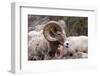 Rocky Mountain Bighorn Sheep, Ovis Canadensis Canadensis, B.C, Canada-Richard Wright-Framed Photographic Print