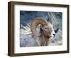 Rocky Mountain Bighorn Sheep, Ovis Canadensis Canadensis, B.C, Canada-Richard Wright-Framed Photographic Print