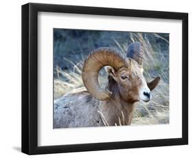 Rocky Mountain Bighorn Sheep, Ovis Canadensis Canadensis, B.C, Canada-Richard Wright-Framed Photographic Print