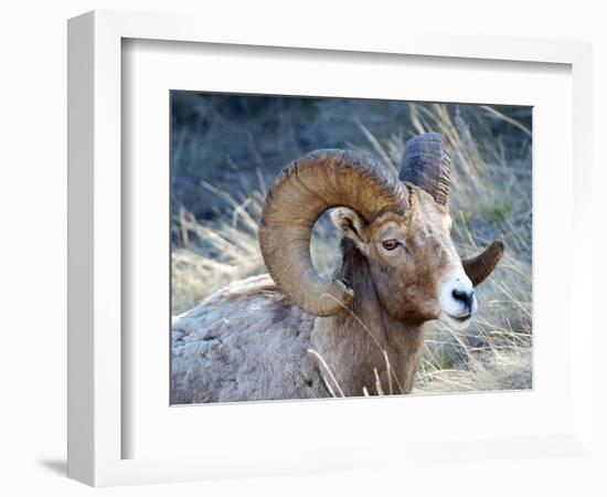 Rocky Mountain Bighorn Sheep, Ovis Canadensis Canadensis, B.C, Canada-Richard Wright-Framed Photographic Print